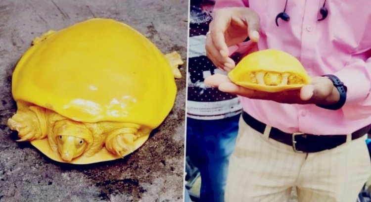 Rare Yellow Turtle Rescued In West Bengal 