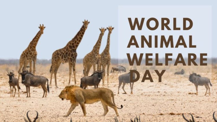 Ensuring World Animal Welfare: A Global Responsibility